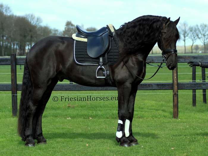 Friesian Gelding for Sale at FriesianHorses.eu Geldings